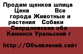 Продам щенков шпица › Цена ­ 25 000 - Все города Животные и растения » Собаки   . Свердловская обл.,Каменск-Уральский г.